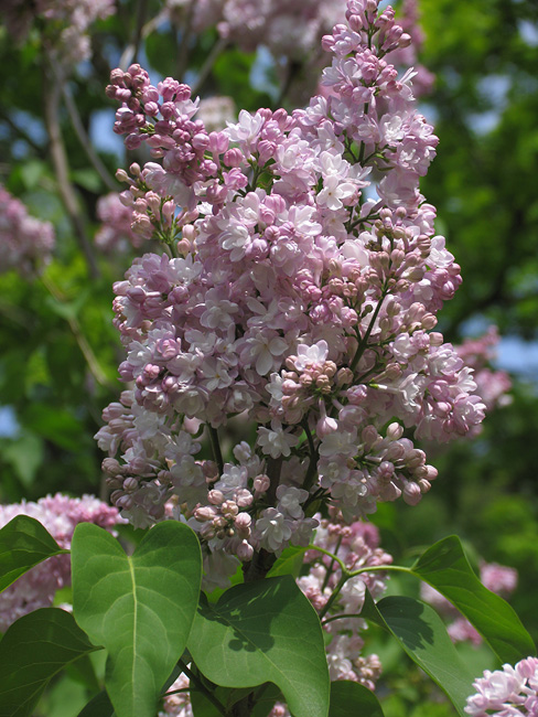 Syringa vulgaris "Atheline Wilbur"